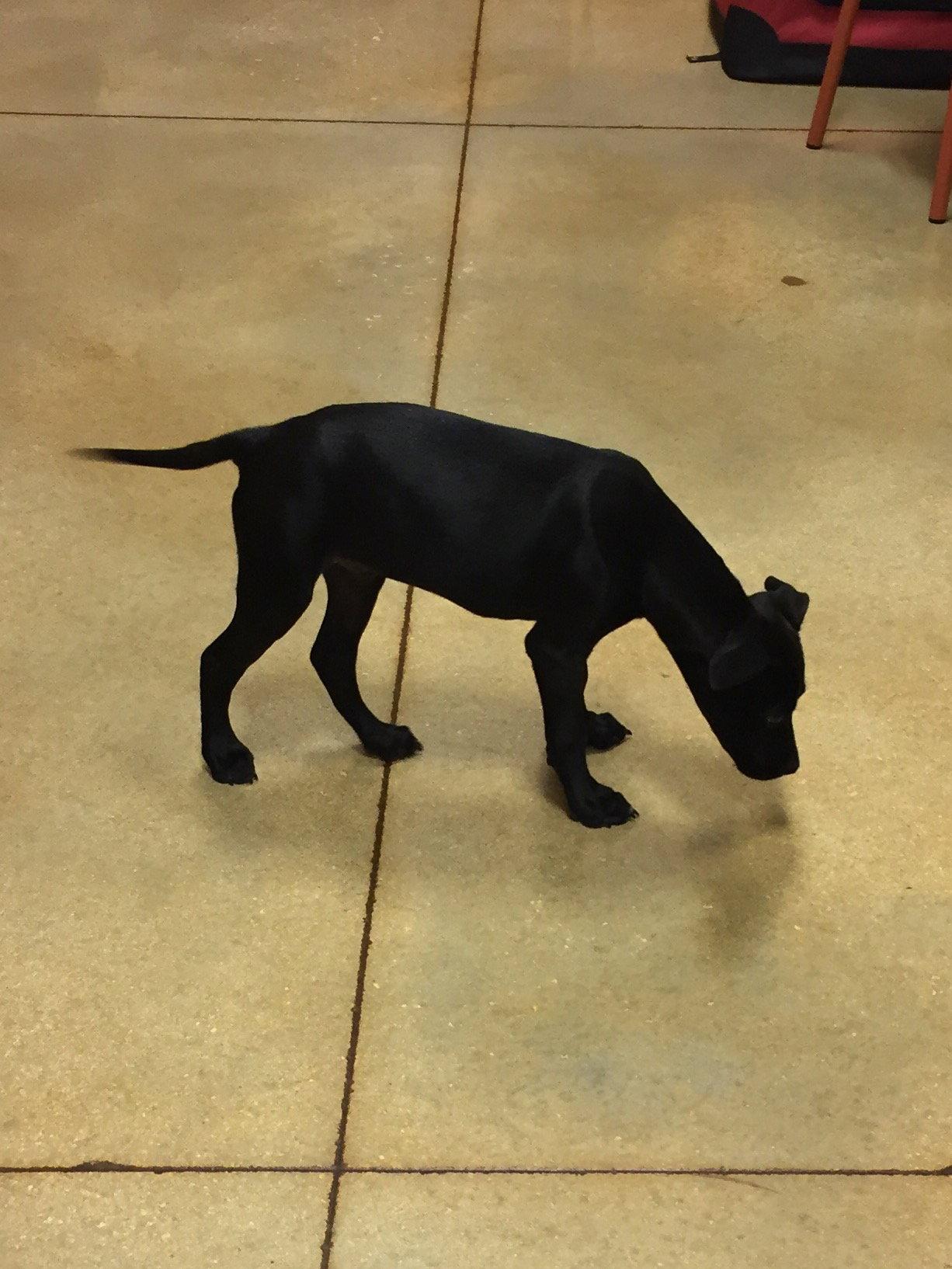 Jack, Adopted, Puppy Male Terrier.