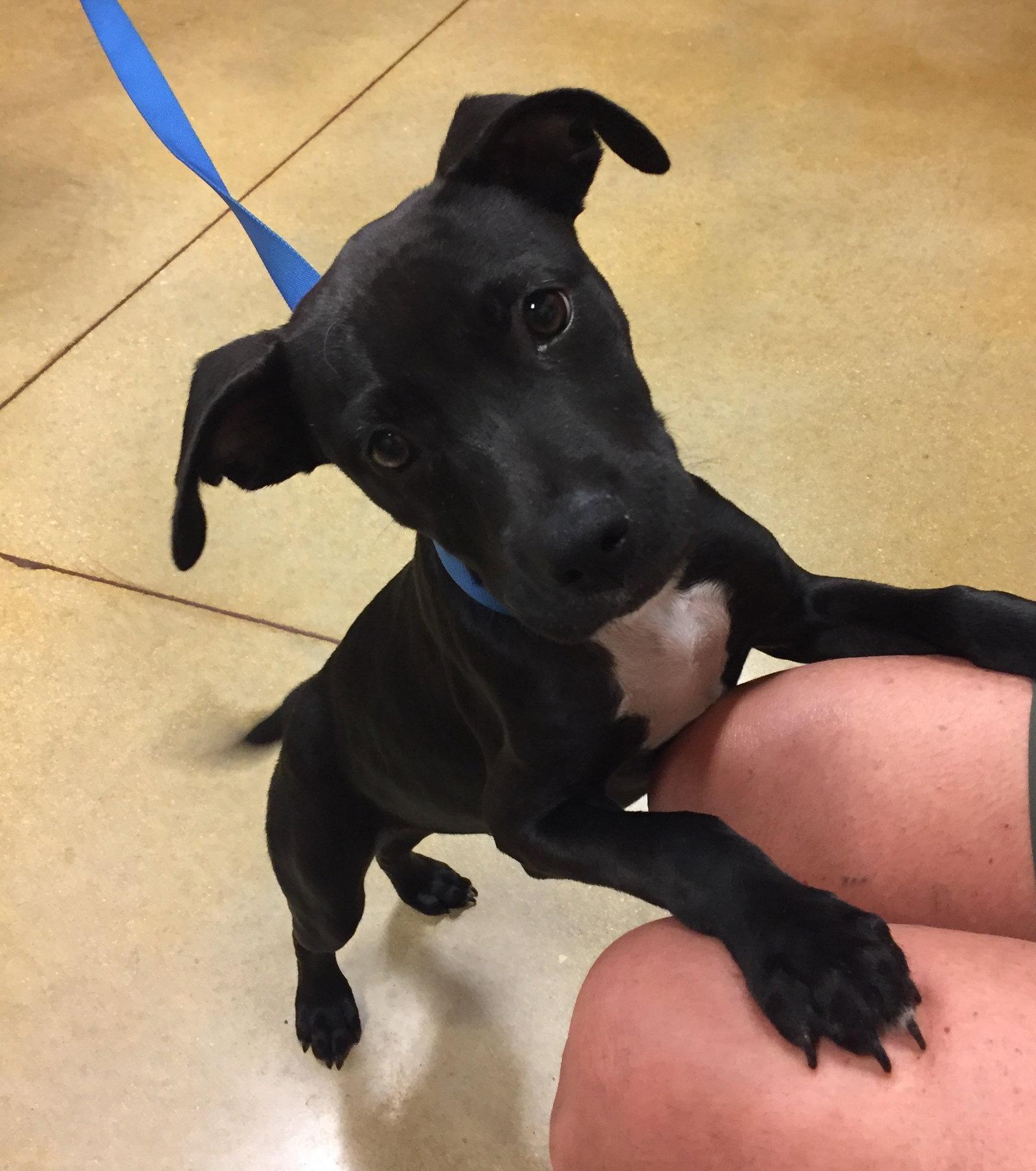 Enlarge Jack, a Adopted Terrier in Royal Palm Beach, FL image 2/2
