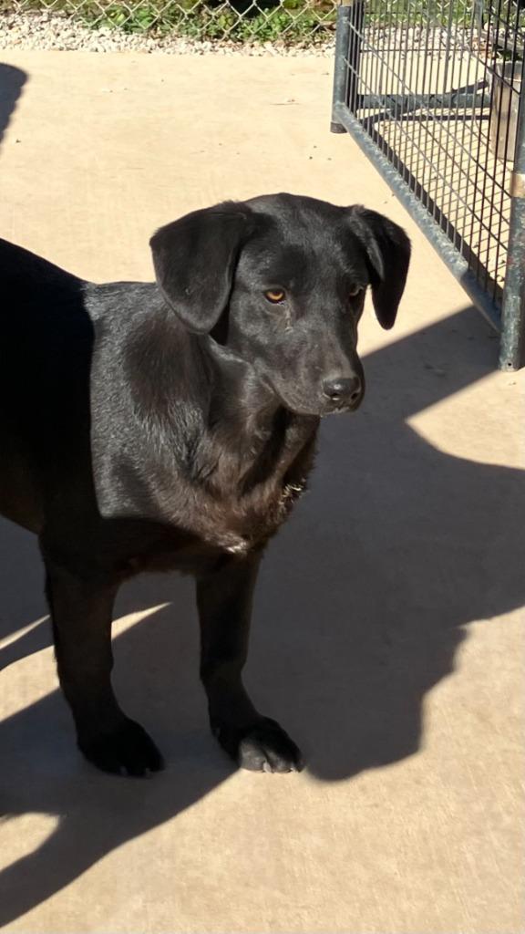 Enlarge Camila, a Adoptable Mixed Breed in Batesville, AR image 1/1