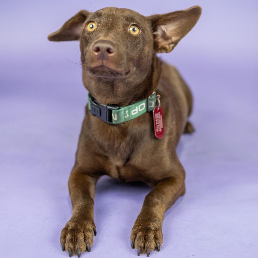 Tulle, a Adoptable Mixed Breed in Portland, OR image 1/2