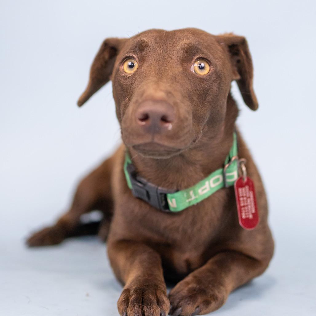 Tulle, a Adoptable Mixed Breed in Portland, OR image 2/2