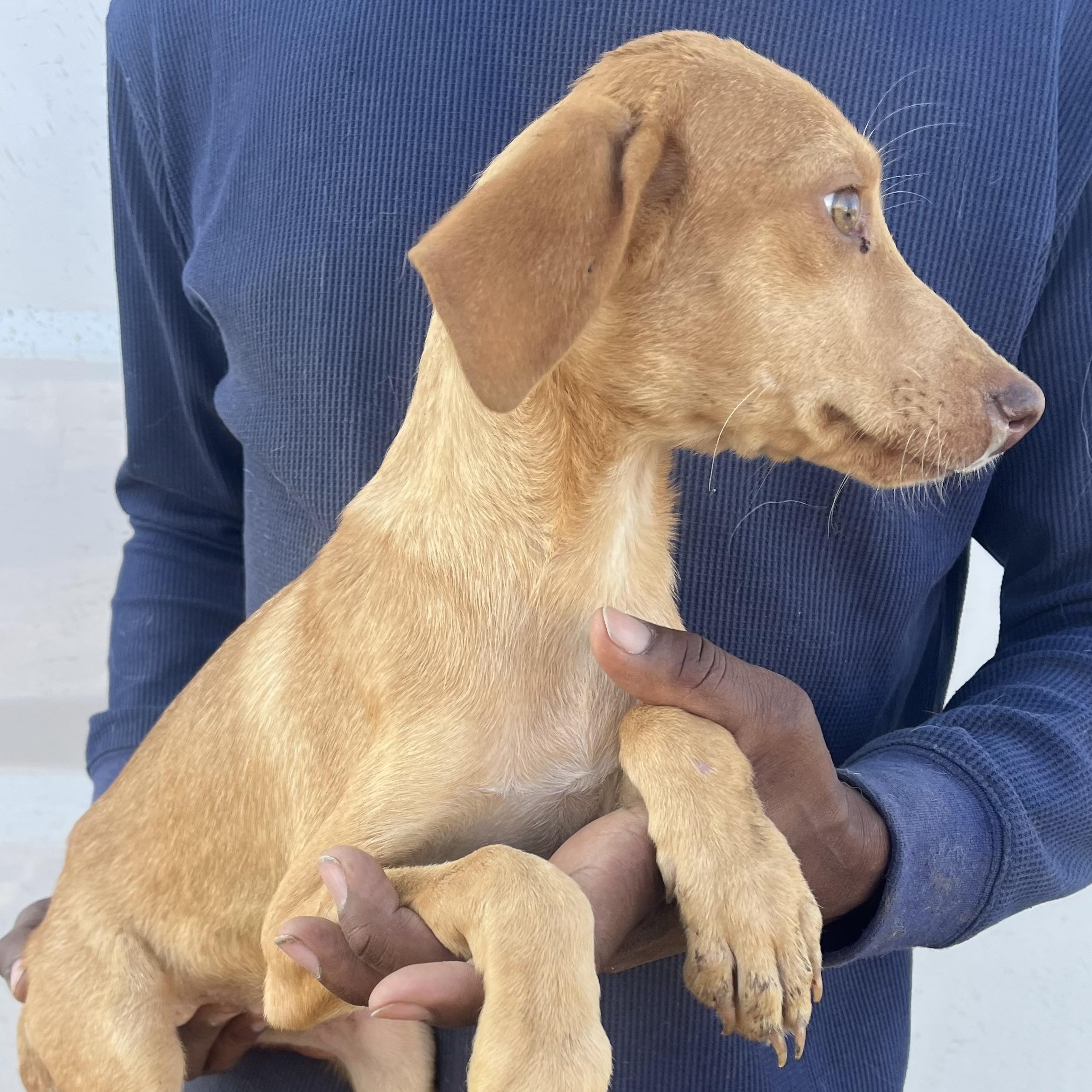 Enlarge Sophia - Local February 13-15, an adoptable mixed breed in Beaverton , OR image 2/6