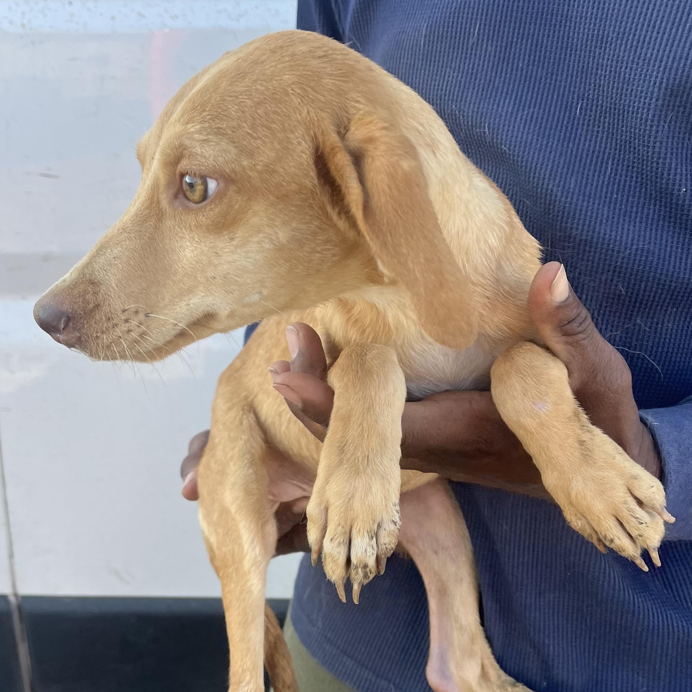 Enlarge Sophia - Local February 13-15, an adoptable mixed breed in Beaverton , OR image 5/6