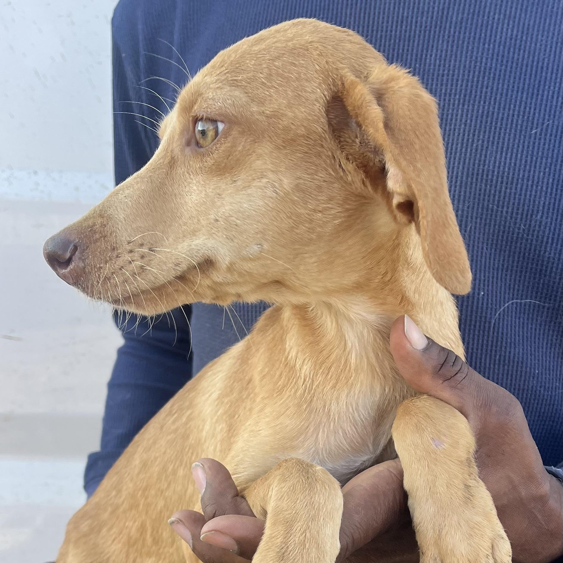 Enlarge Sophia - Local February 13-15, an adoptable mixed breed in Beaverton , OR image 4/6