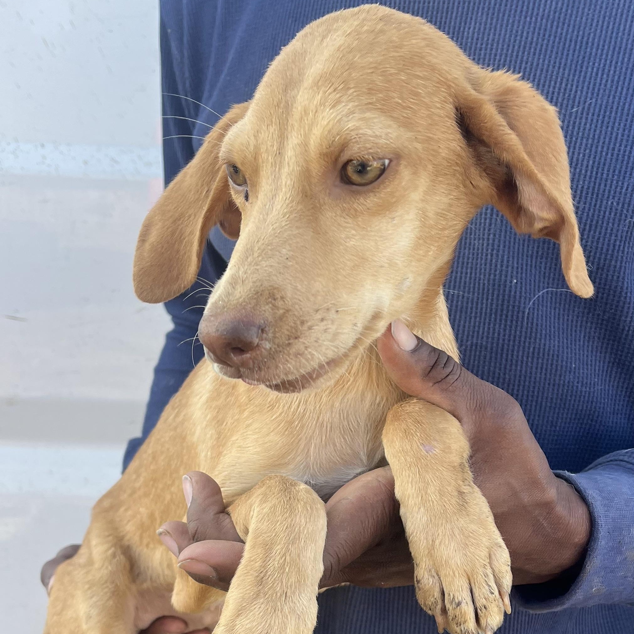 Sophia - Local February 13-15, adoptable, Puppy Female Labrador Retriever.