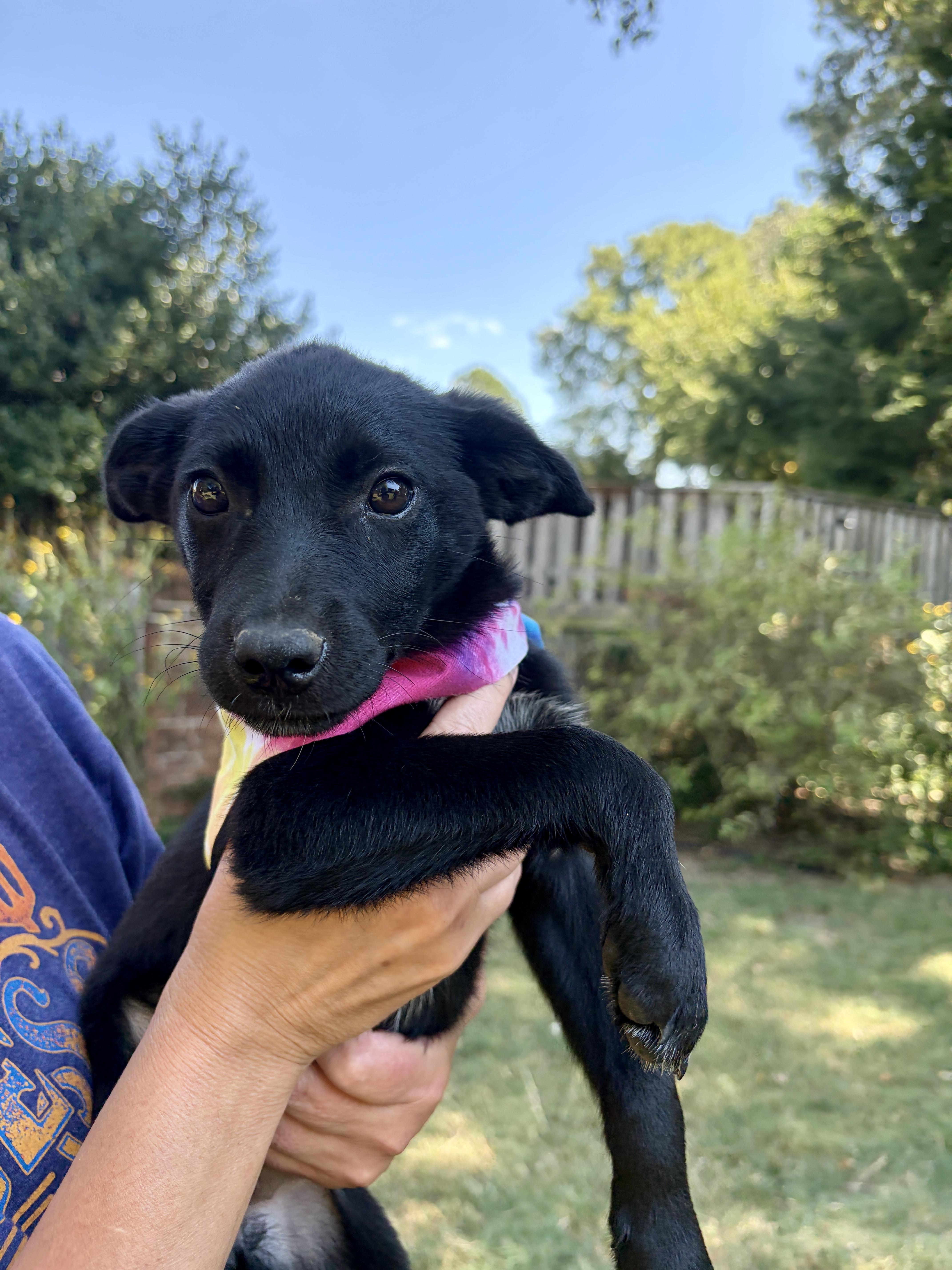 Dumpling, an adopted mixed breed in Chicago , IL image 4/6
