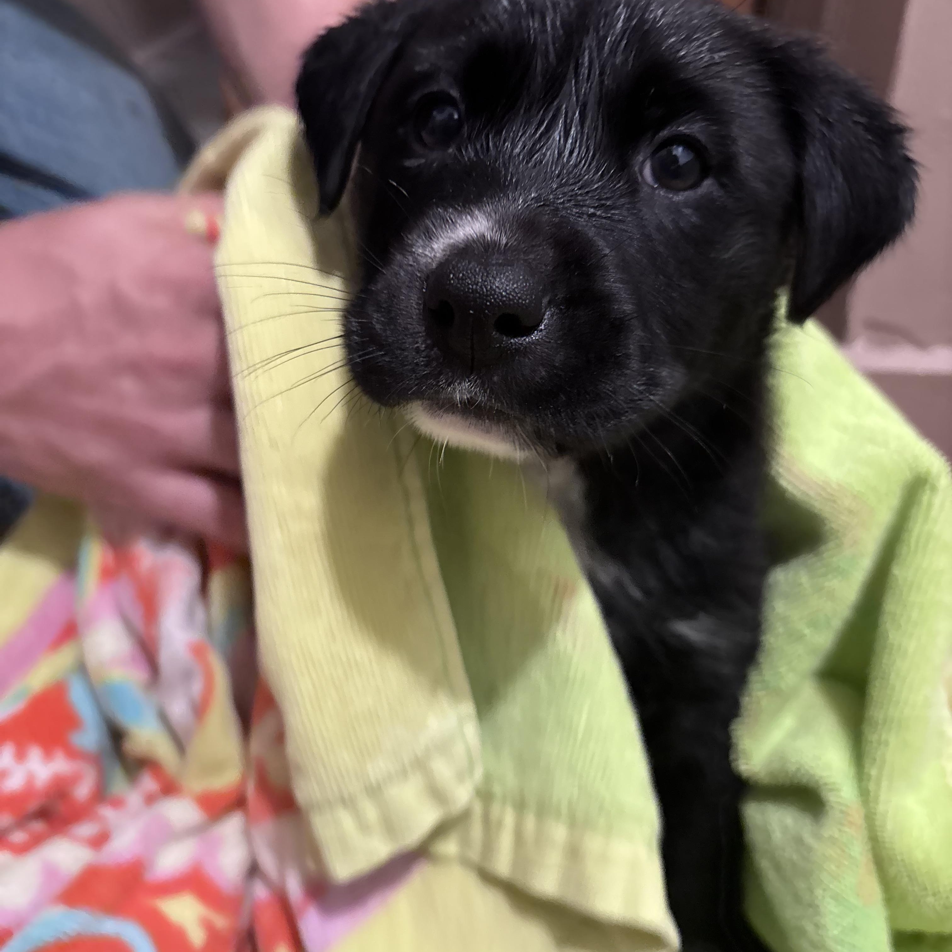 Enlarge Theodore, a Adoptable Mixed Breed in Charlotte, NC image 1/3