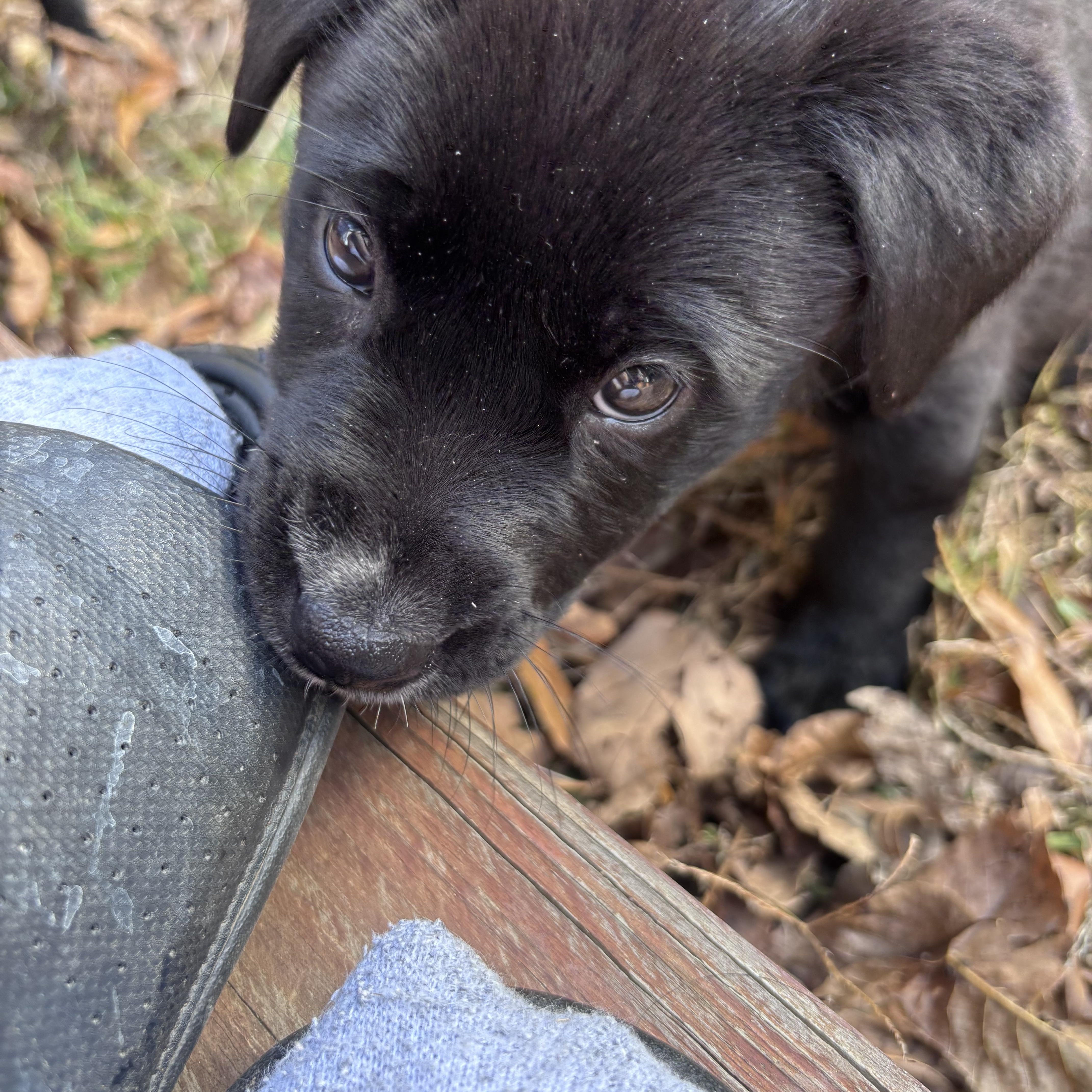 Enlarge Theodore, a Adoptable Mixed Breed in Charlotte, NC image 3/3