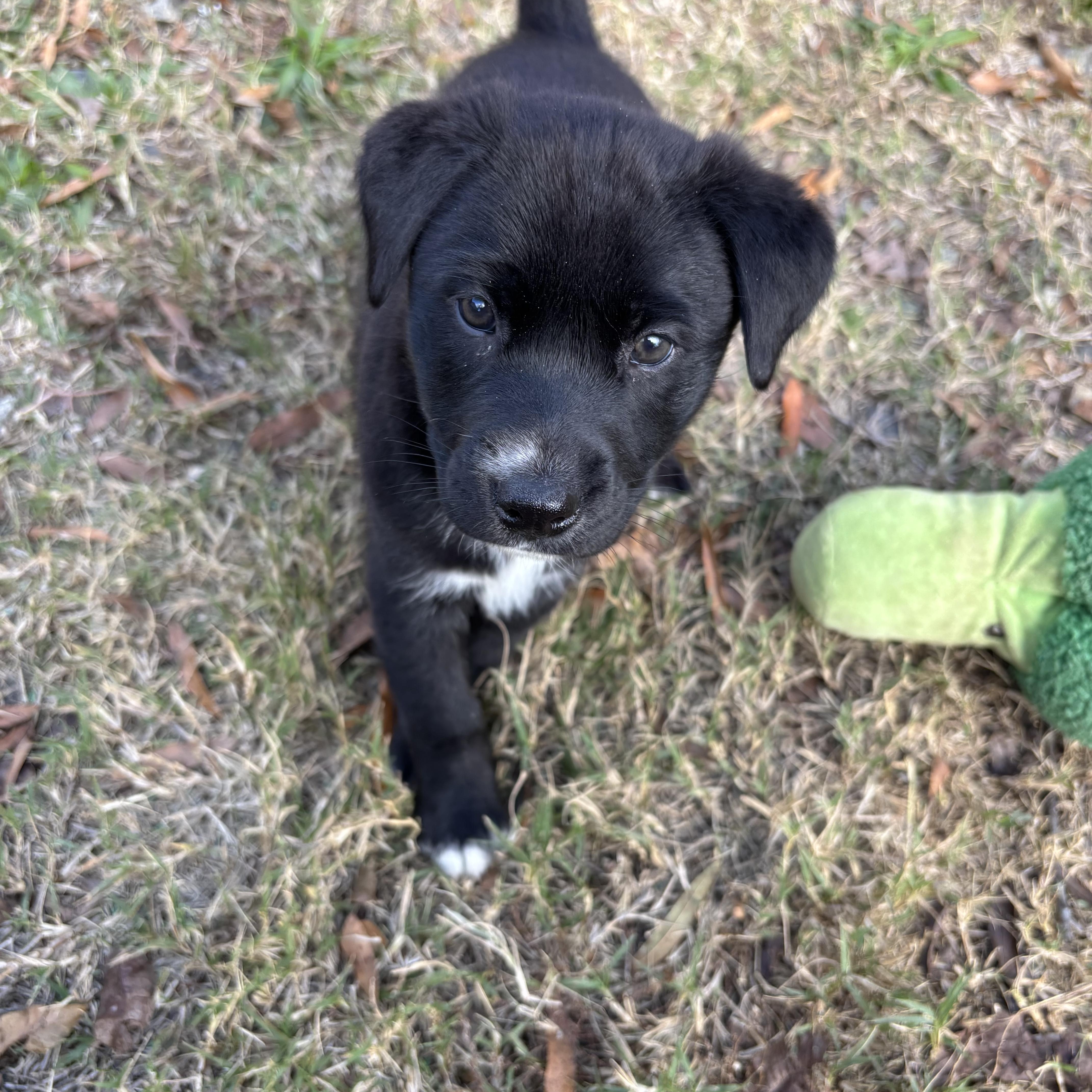 Enlarge Theodore, a Adoptable Mixed Breed in Charlotte, NC image 2/3