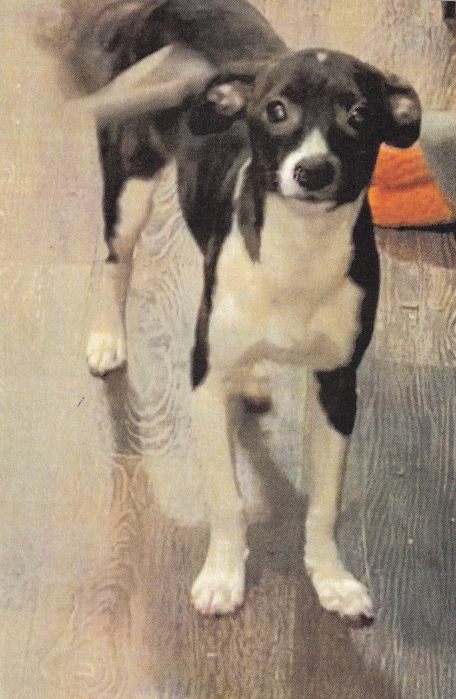 MACY, Adopted, Young Female Italian Greyhound.