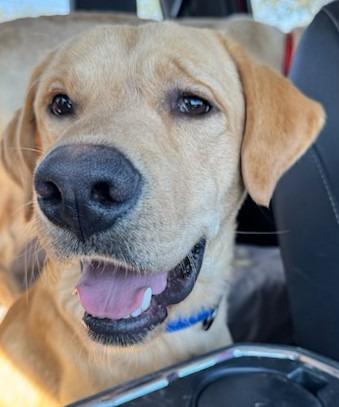 Storm, Adoptable, Young Male Labrador Retriever.