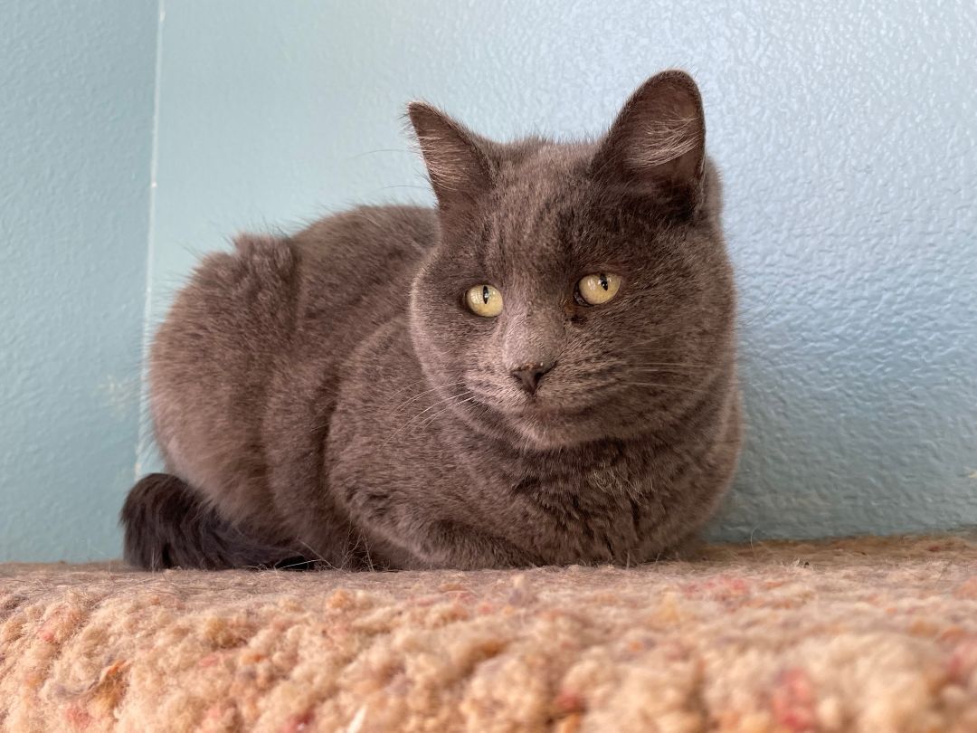 Enlarge Alaska, a Adoptable mixed breed in Mountain Center, CA image 1/10