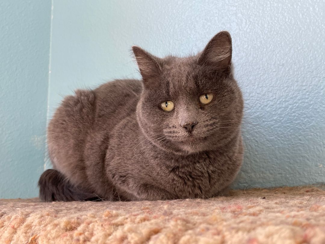 Enlarge Alaska, a Adoptable mixed breed in Mountain Center, CA image 2/10