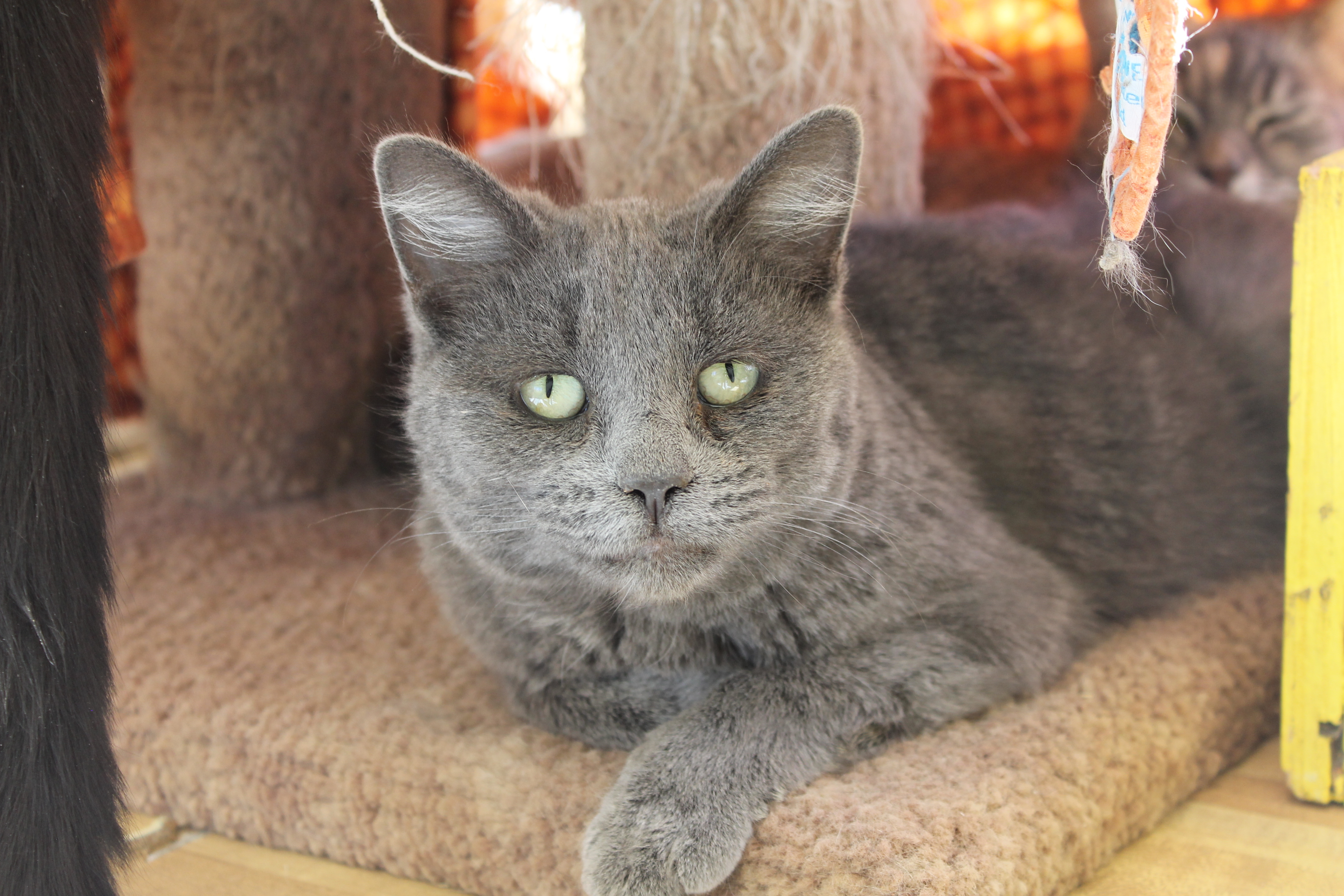 Enlarge Alaska, a Adoptable mixed breed in Mountain Center, CA image 3/10