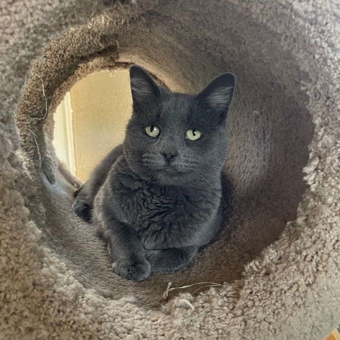 Enlarge Alaska, a Adoptable mixed breed in Mountain Center, CA image 4/10