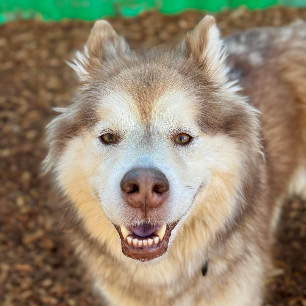Enlarge Ladybug, a Adoptable Alaskan Malamute in Tacoma, WA image 1/2