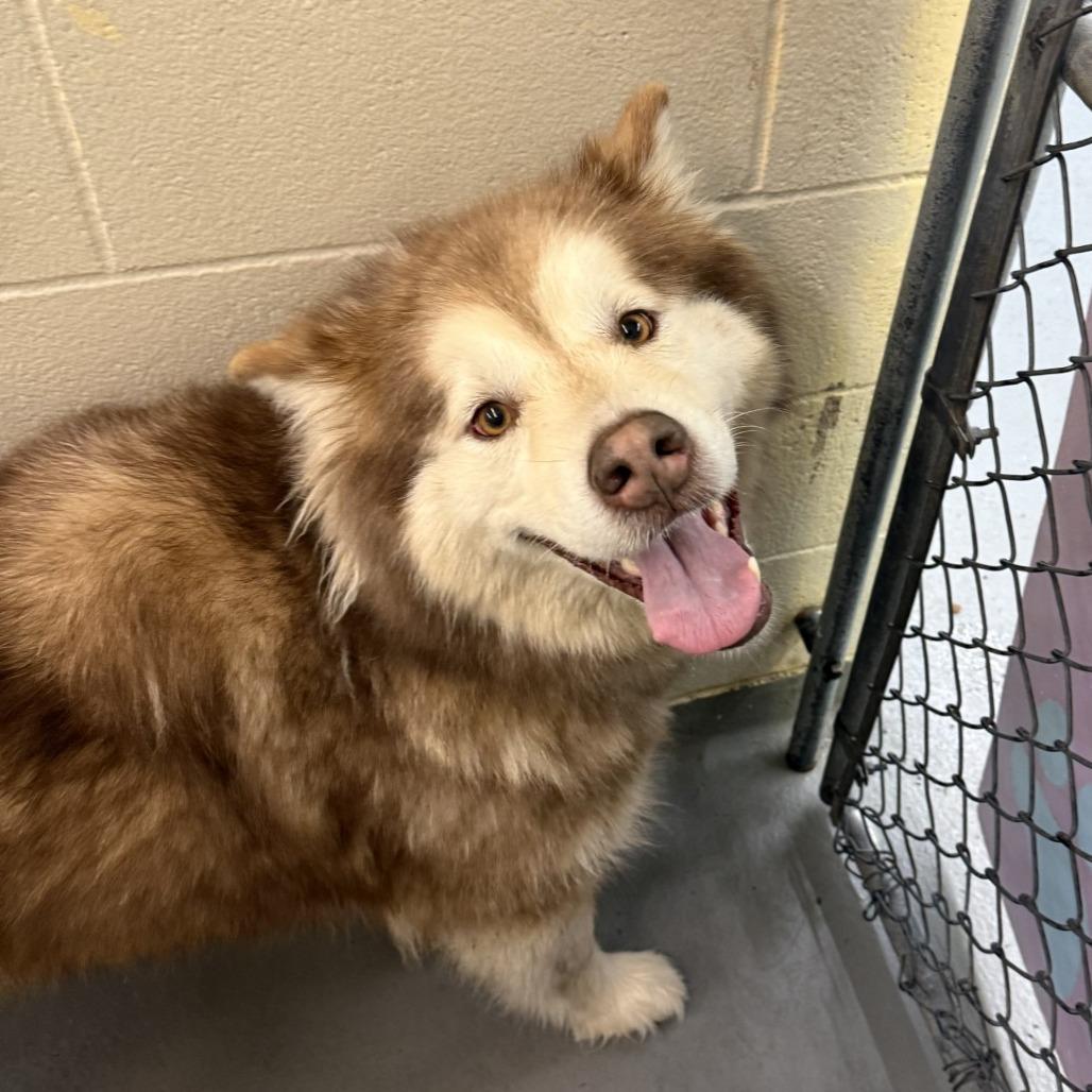 Enlarge Ladybug, a Adoptable Alaskan Malamute in Tacoma, WA image 2/2