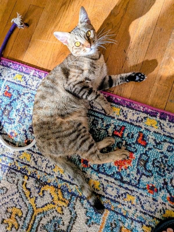 Clarita, Adoptable, Kitten Female Domestic Short Hair & Tabby.