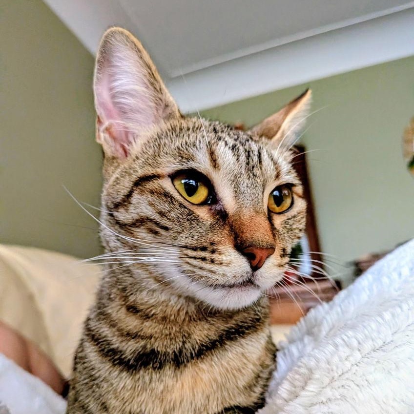 Clarita, Adoptable, Kitten Female Domestic Short Hair & Tabby.