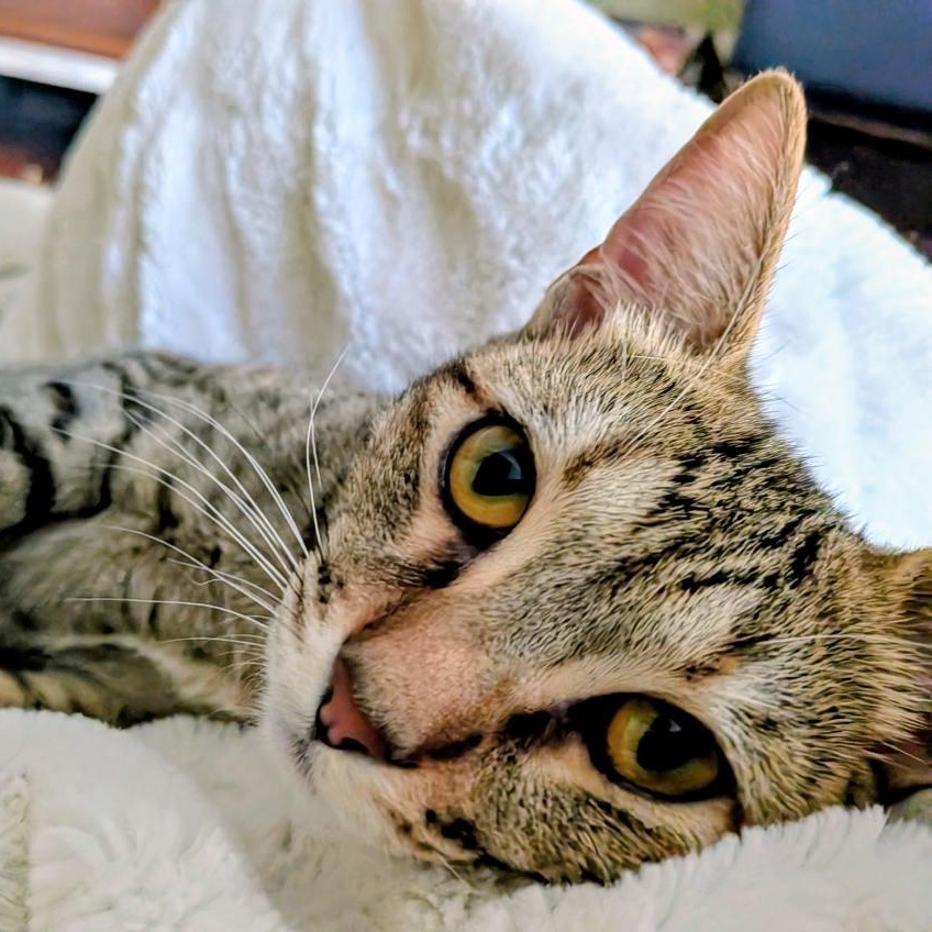 Clarita, a Adoptable mixed breed in Rochester Hills, MI image 4/6