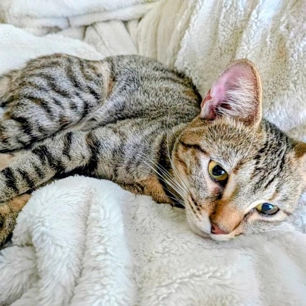 Clarita, a Adoptable mixed breed in Rochester Hills, MI image 5/6