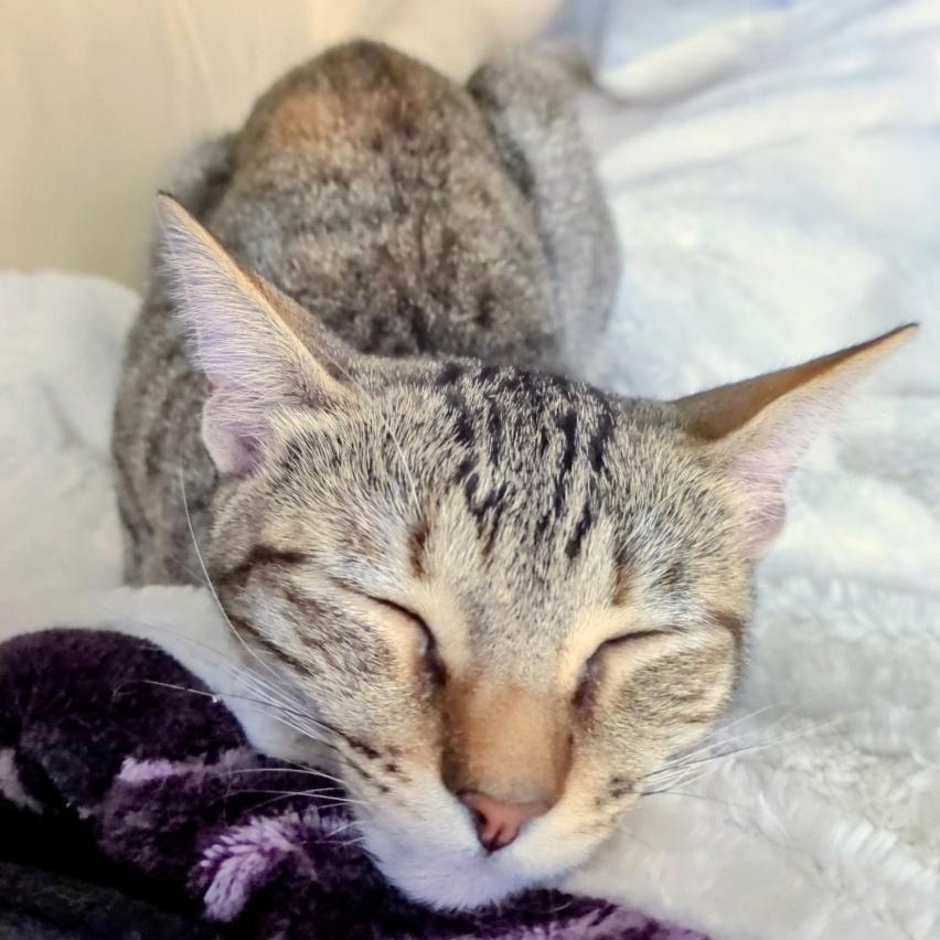 Clarita, a Adoptable mixed breed in Rochester Hills, MI image 6/6