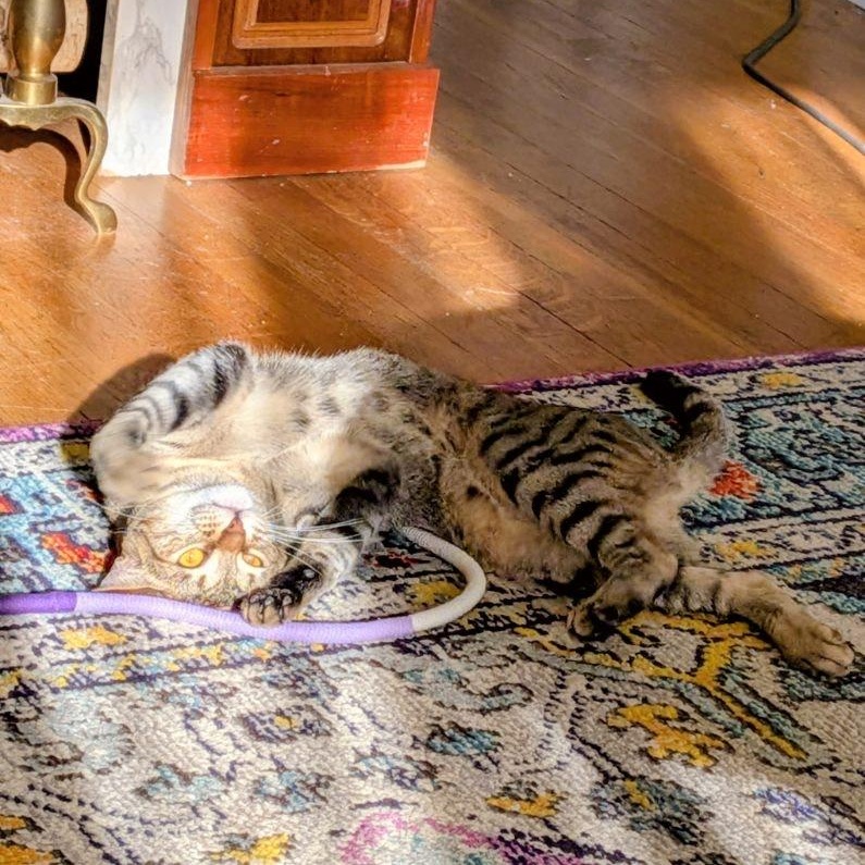 Clarita, a Adoptable mixed breed in Rochester Hills, MI image 3/6