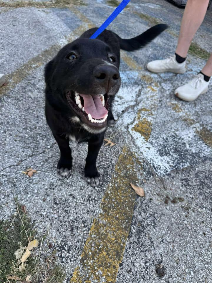 Night, Adoptable, Puppy Male Black Labrador Retriever.