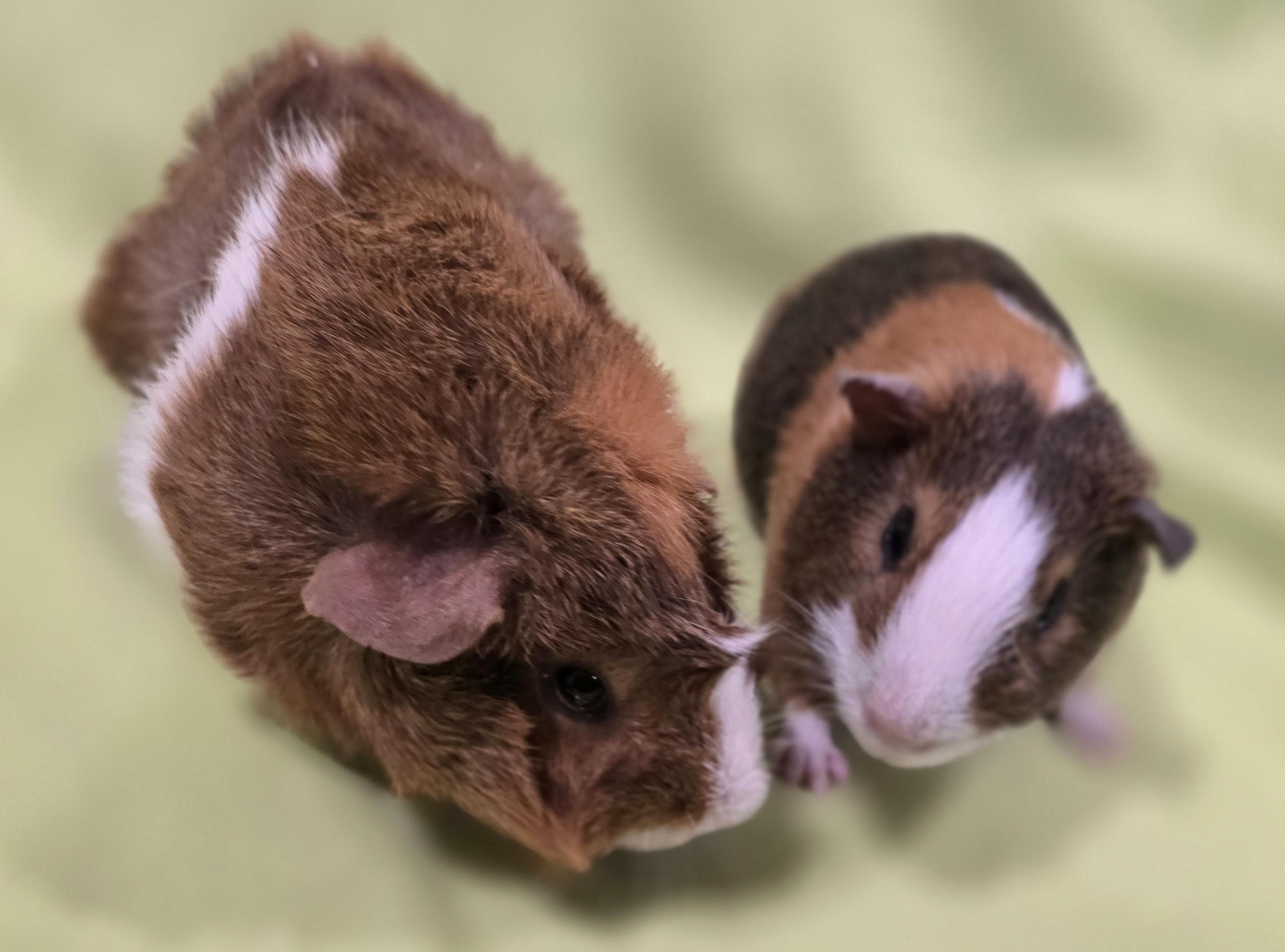 Winston and Silas, Young Male Guinea Pig