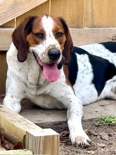 Enlarge Cyrus, a Adoptable Coonhound in Ladson, SC image 1/4