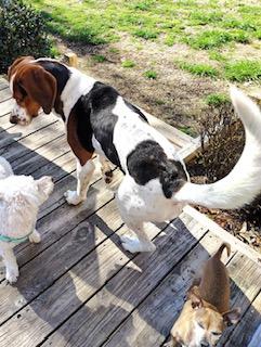 Enlarge Cyrus, a Adoptable Coonhound in Ladson, SC image 4/4