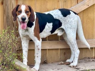 Enlarge Cyrus, a Adoptable Coonhound in Ladson, SC image 2/4