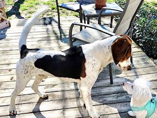 Enlarge Cyrus, a Adoptable Coonhound in Ladson, SC image 3/4