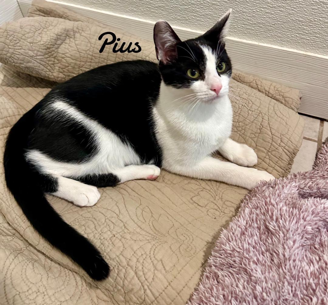 Enlarge Pius, a Adoptable Domestic Short Hair in Naugatuck, CT image 1/2