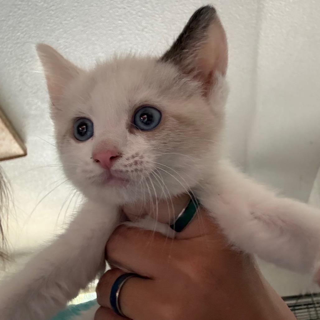 Enlarge Delilah, a Adoptable mixed breed in Yucaipa, CA image 1/1