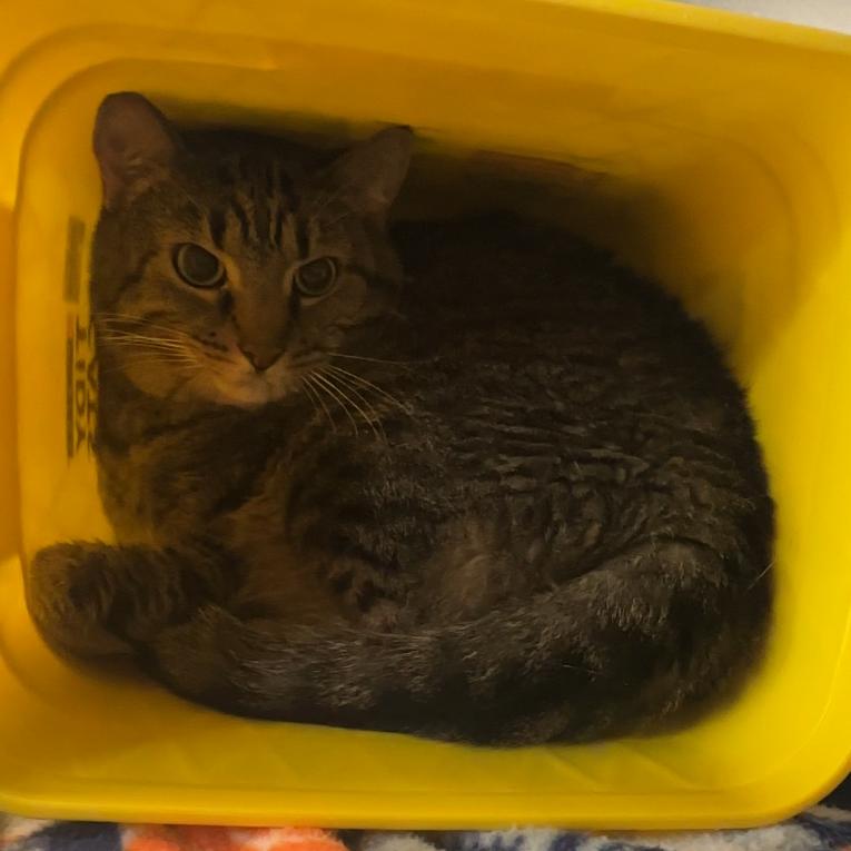 Enlarge Bowie, a Adoptable American Shorthair in Manhattan, KS image 1/1