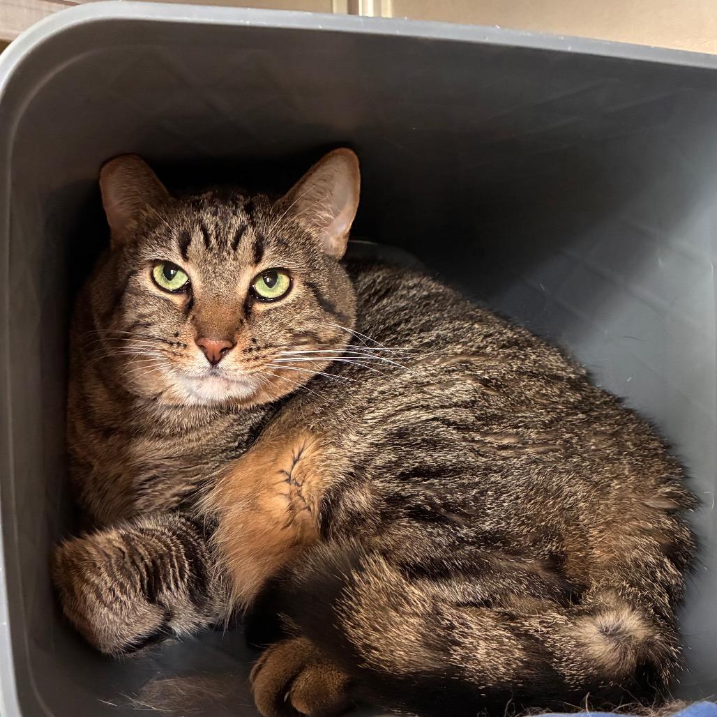 Enlarge Bowie, a Adoptable American Shorthair in Manhattan, KS image 1/2