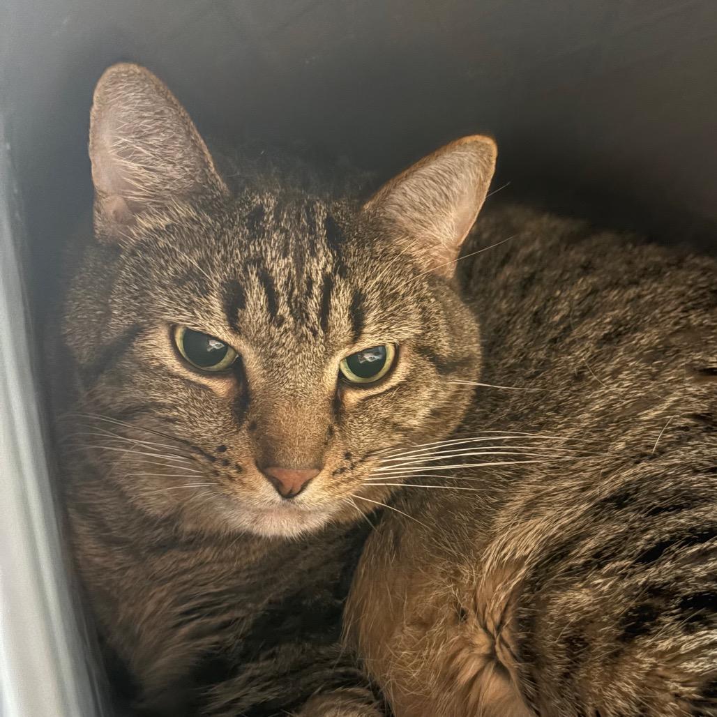 Enlarge Bowie, a Adoptable American Shorthair in Manhattan, KS image 2/2
