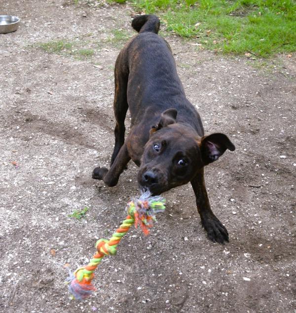 Enlarge Landry, a Adoptable mixed breed in Mobile, AL image 1/4