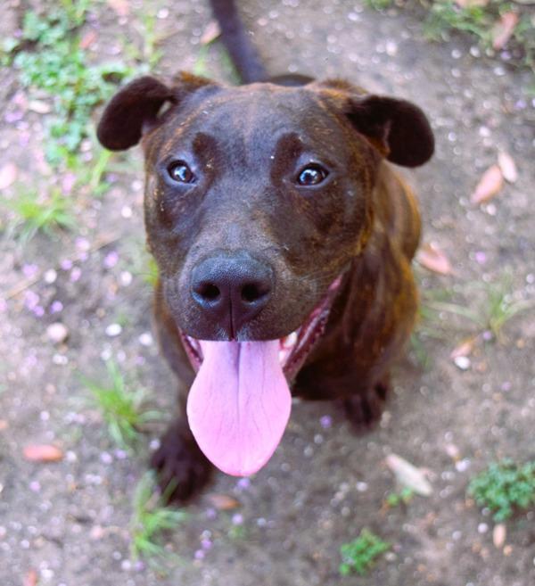 Enlarge Landry, a Adoptable mixed breed in Mobile, AL image 1/4