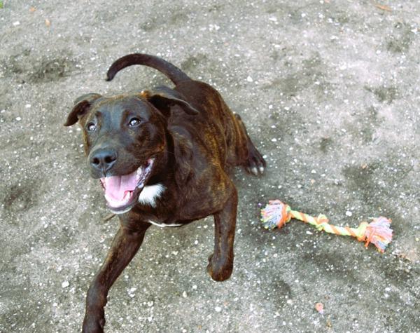 Enlarge Landry, a Adoptable mixed breed in Mobile, AL image 2/4