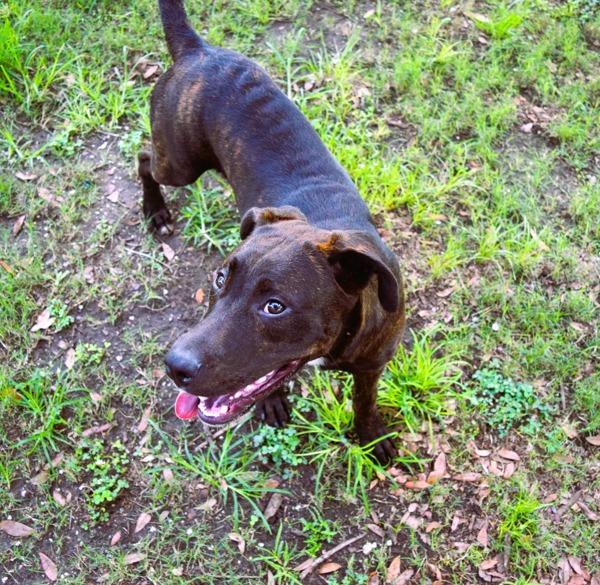 Enlarge Landry, a Adoptable mixed breed in Mobile, AL image 4/4