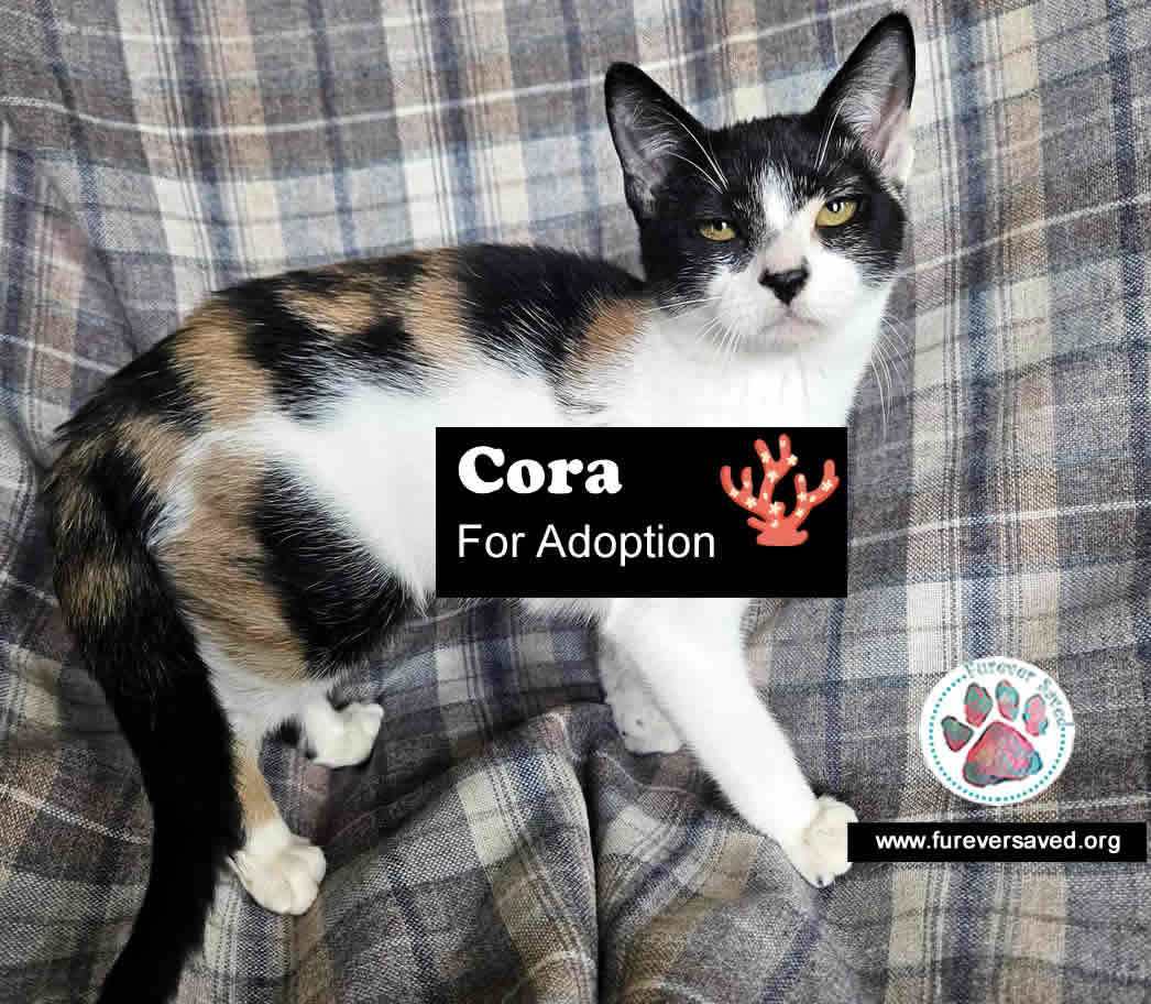 Enlarge Cora, a Adoptable Domestic Short Hair in Miami, FL image 1/2