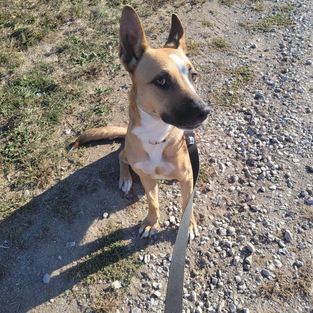 Zola, a Adoptable mixed breed in Tipton, IN image 4/6