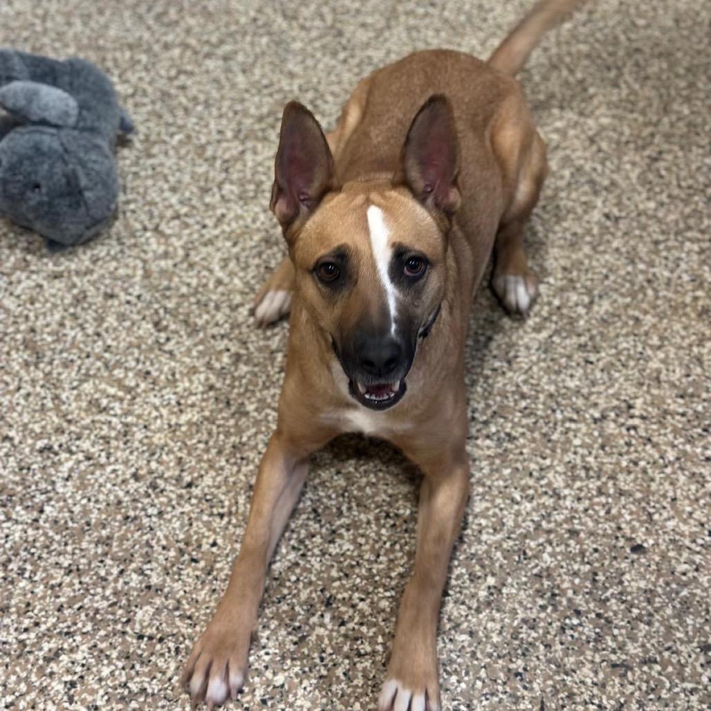 Zola, a Adoptable mixed breed in Tipton, IN image 5/6