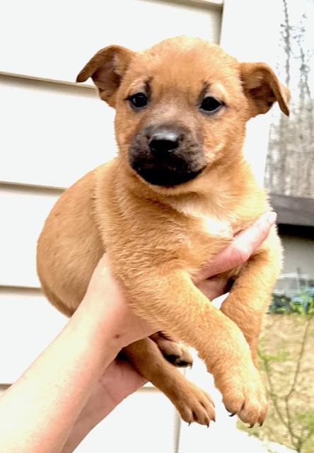 Cosmos Flora — thumbnail 2