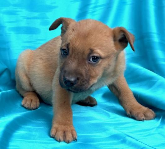 Cosmos Flora — thumbnail 3