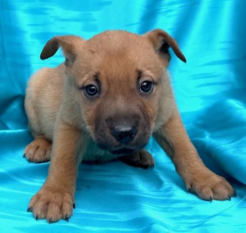 Cosmos Flora — thumbnail 4