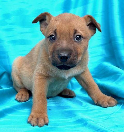 Cosmos Flora — thumbnail 5