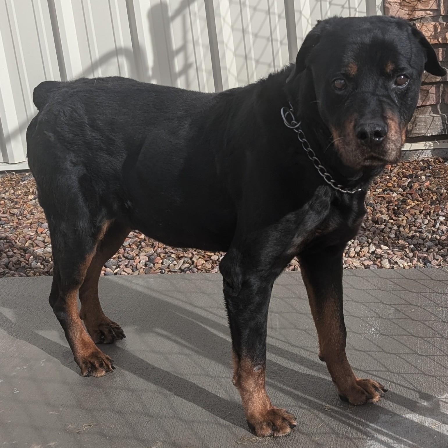 Enlarge Hunter, a Adopted Rottweiler in Springerville, AZ image 1/1
